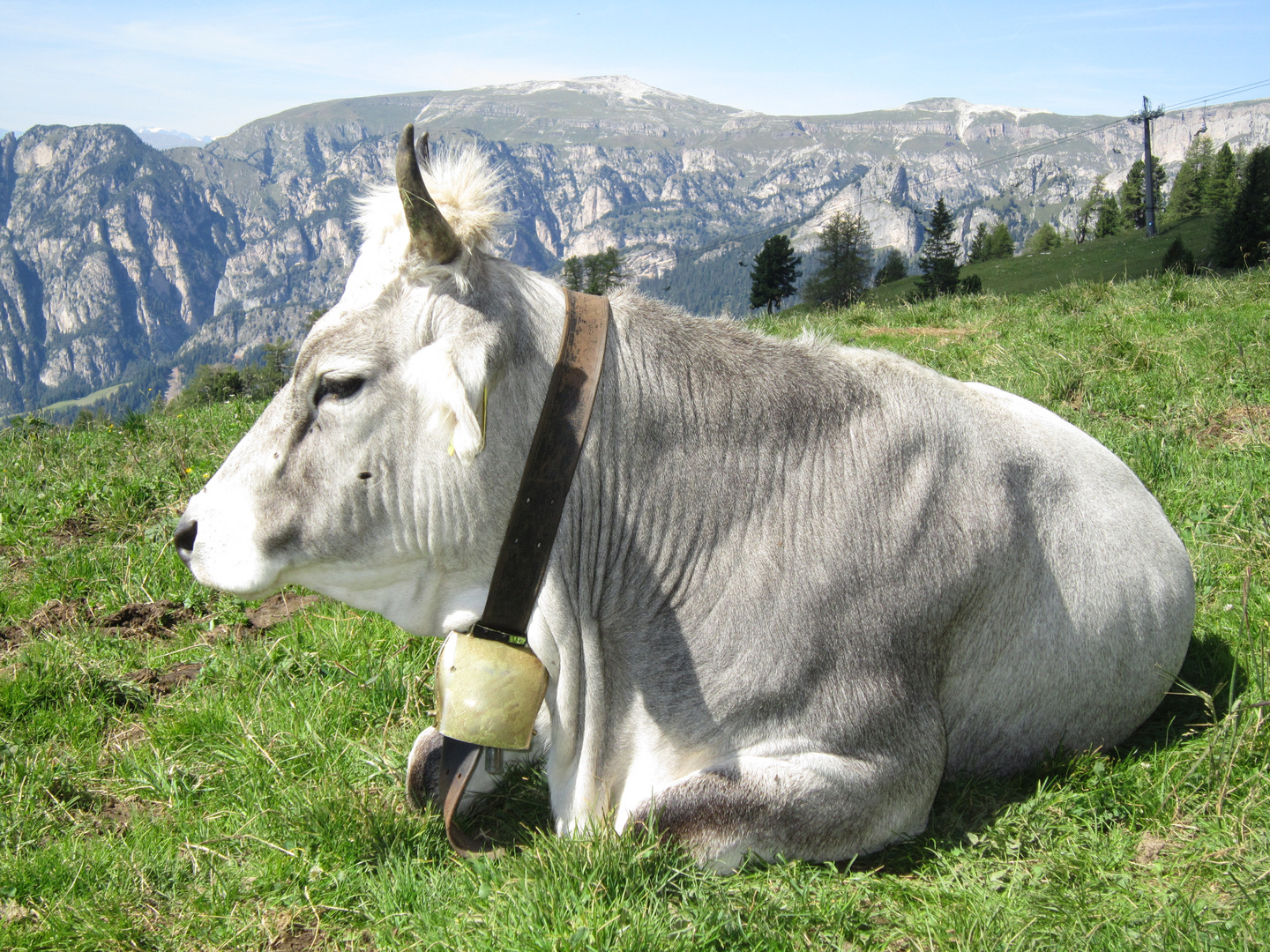 Kuh, Gebirge, Landschaft, Dolomiten