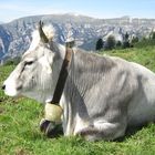 Kuh, Gebirge, Landschaft, Dolomiten