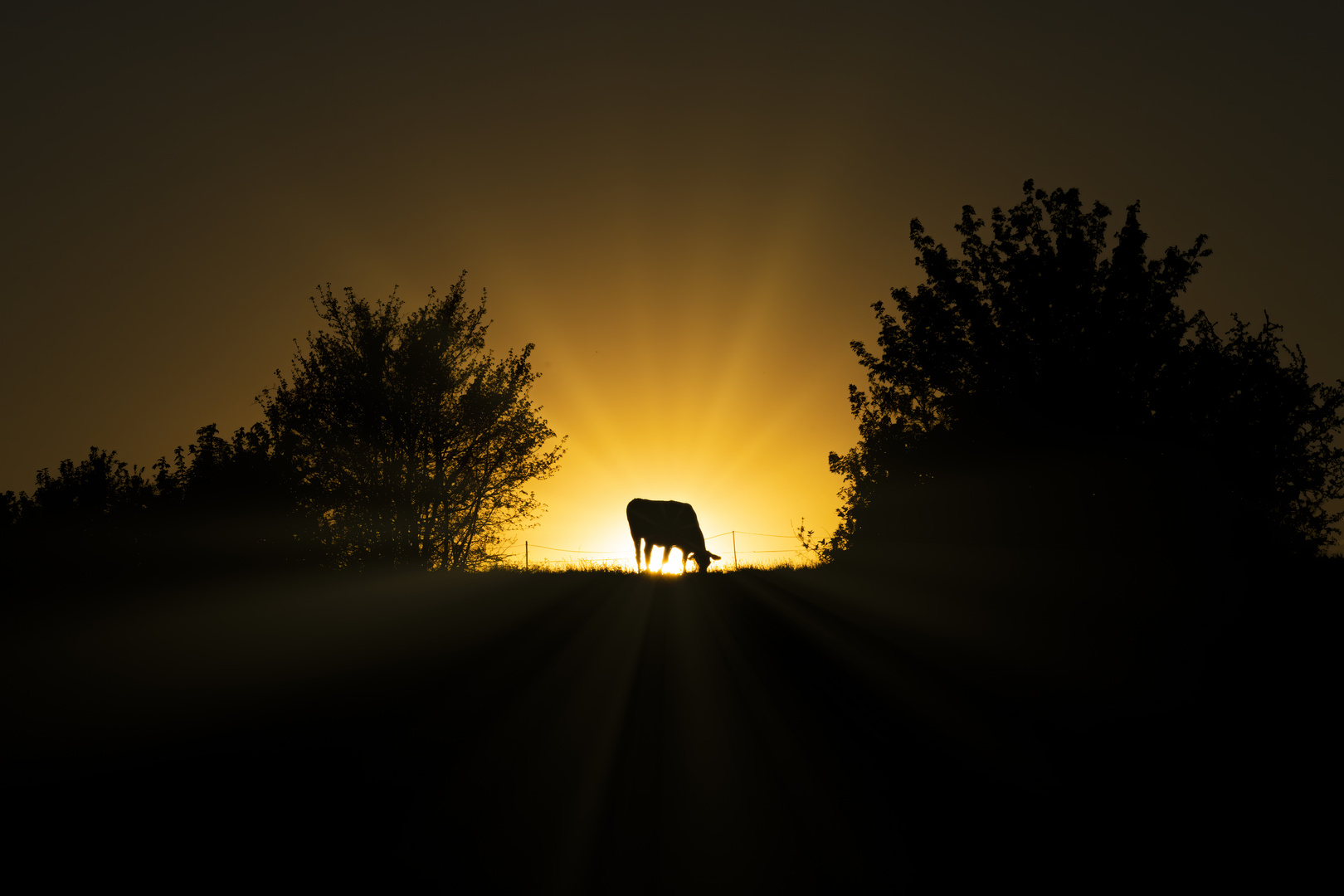 Kuh geniesst den Sonnenuntergang