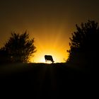 Kuh geniesst den Sonnenuntergang