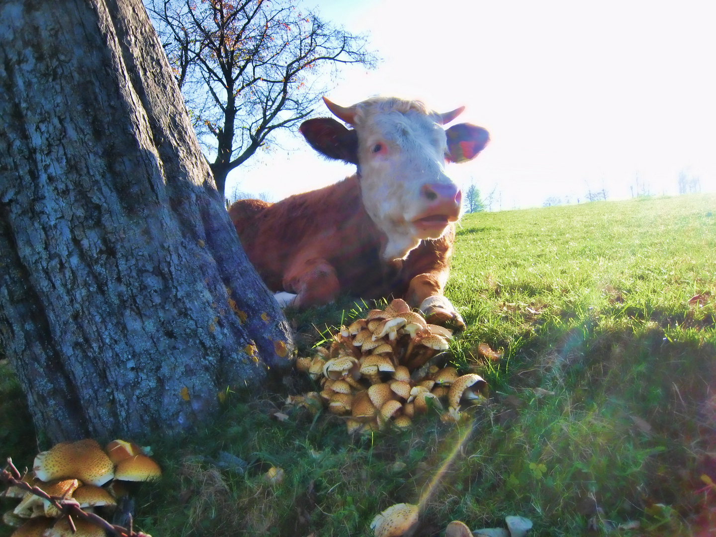 Kuh genießt die Novembersonne