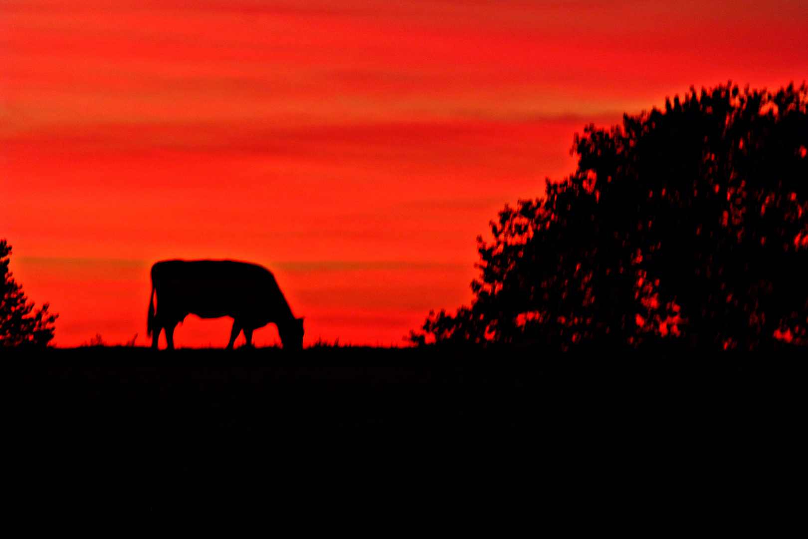 Kuh grast im Abendrot