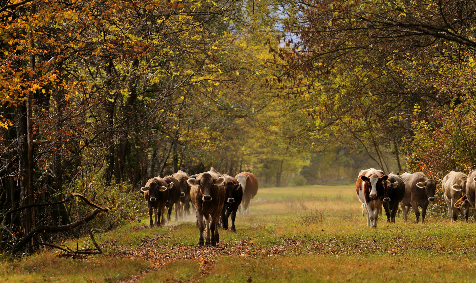 Kuh-Herde im Herbst....