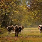 Kuh-Herde im Herbst....