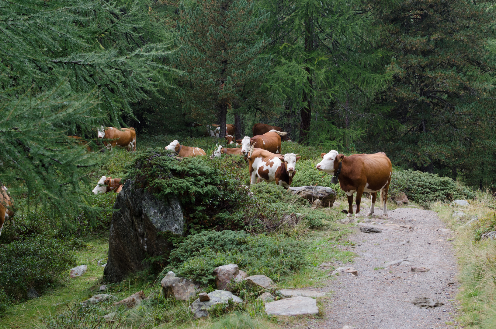 Kuh Herde im Wald