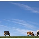 Kuh-Idylle in Vorarlberg