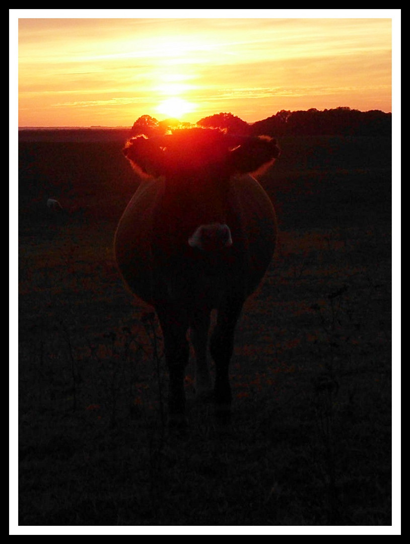 Kuh im Abendsonnenschein