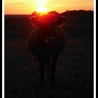 Kuh im Abendsonnenschein