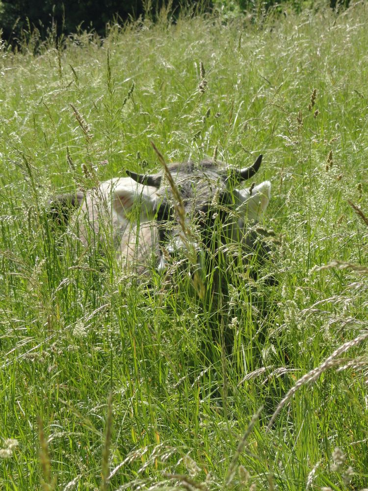 kuh im gras