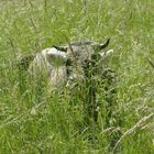 kuh im gras