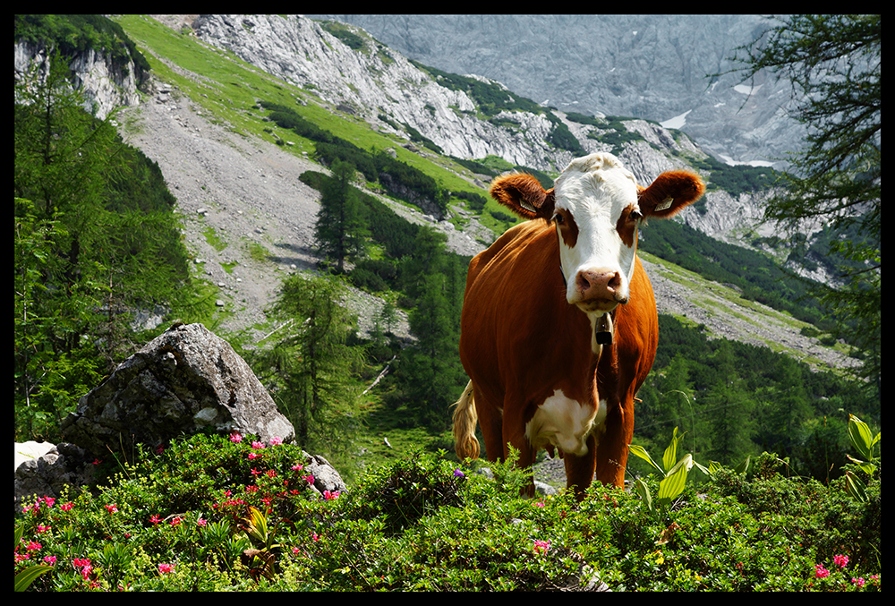 Kuh im Mieminger Gebirge, Tirol