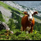 Kuh im Mieminger Gebirge, Tirol