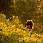 Kuh im Morgenlicht