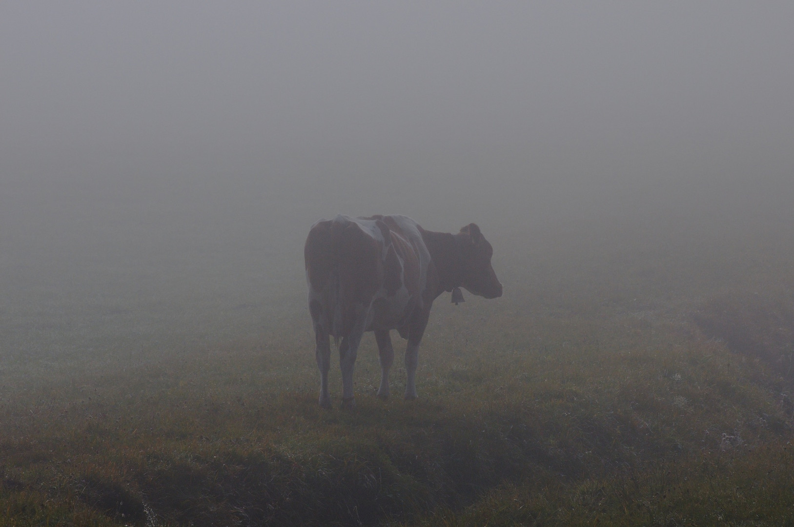 Kuh im Morgennebel