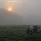 Kuh im Morgennebel