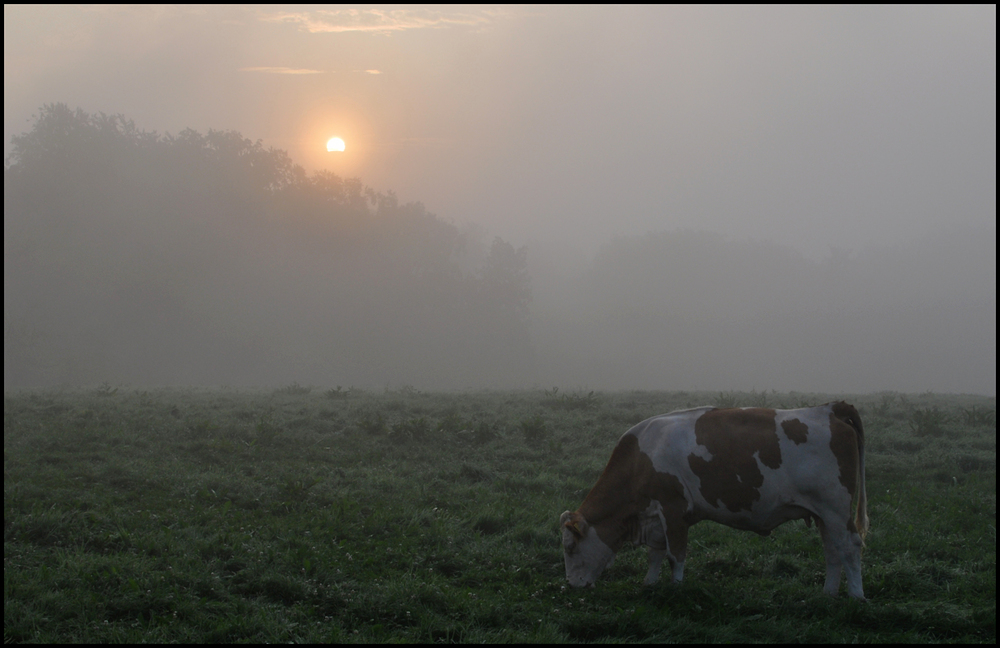 Kuh im Morgennebel