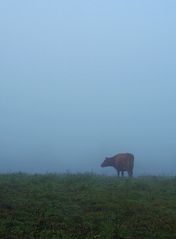 Kuh im Nebel