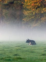 Kuh im Nebel