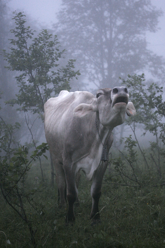 Kuh im Nebel