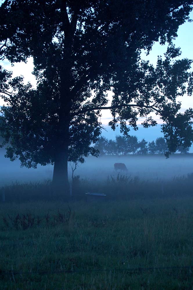 Kuh im Nebel