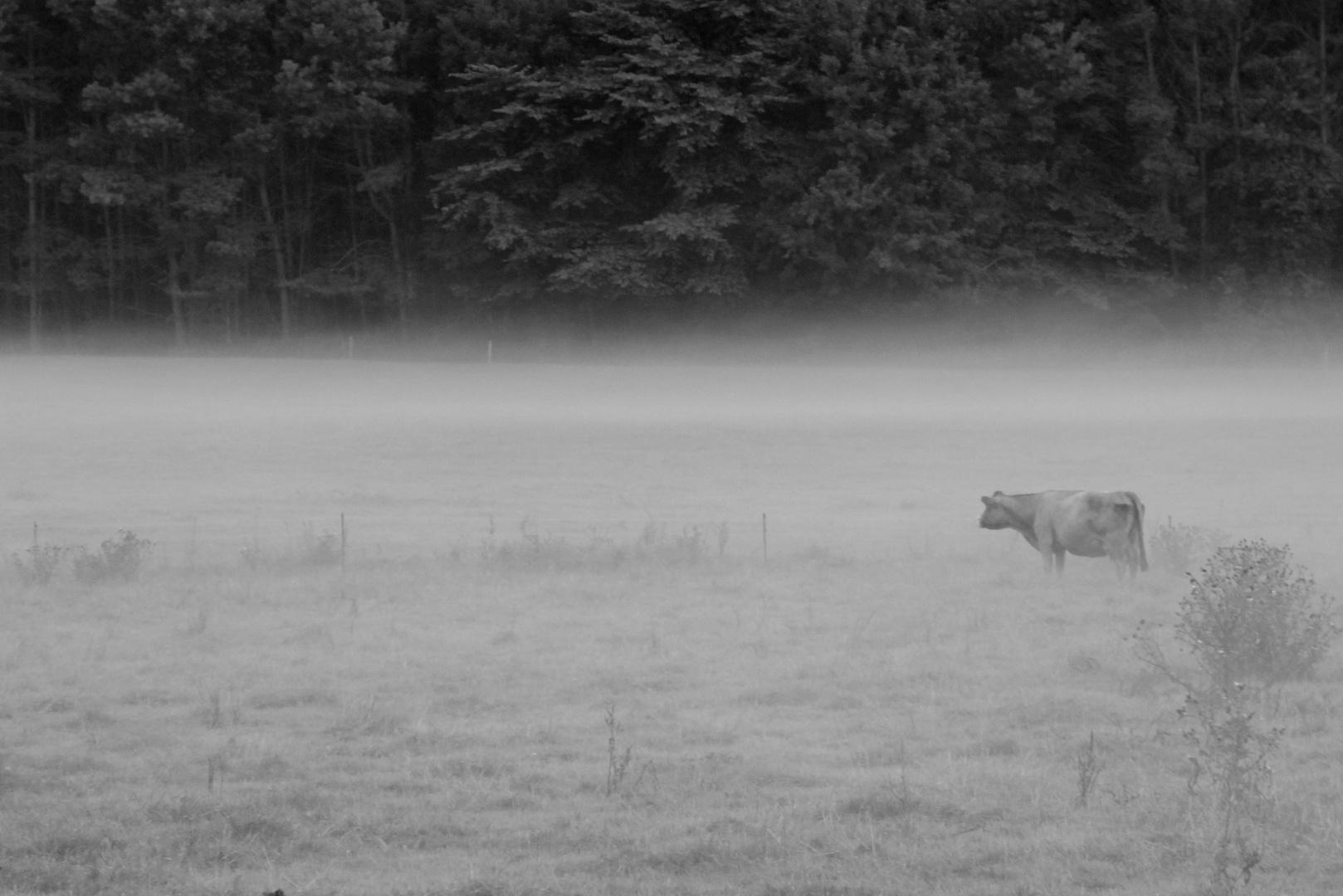 Kuh im Nebel