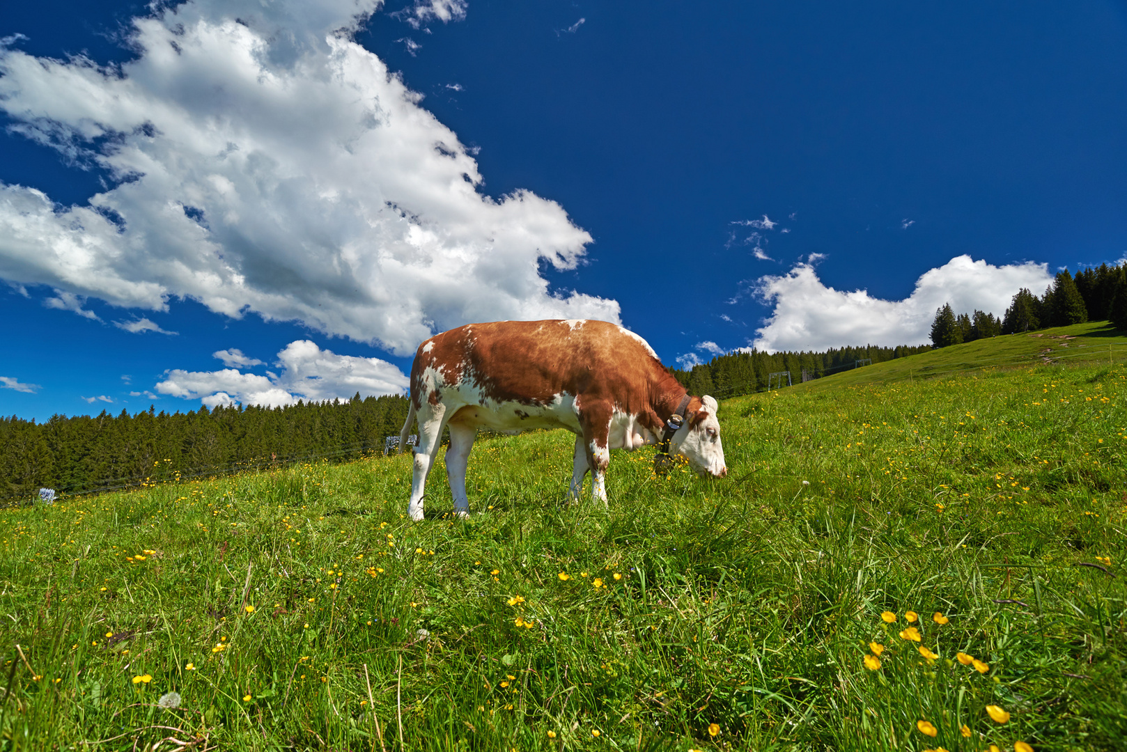 Kuh im Oberallgäu