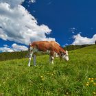 Kuh im Oberallgäu