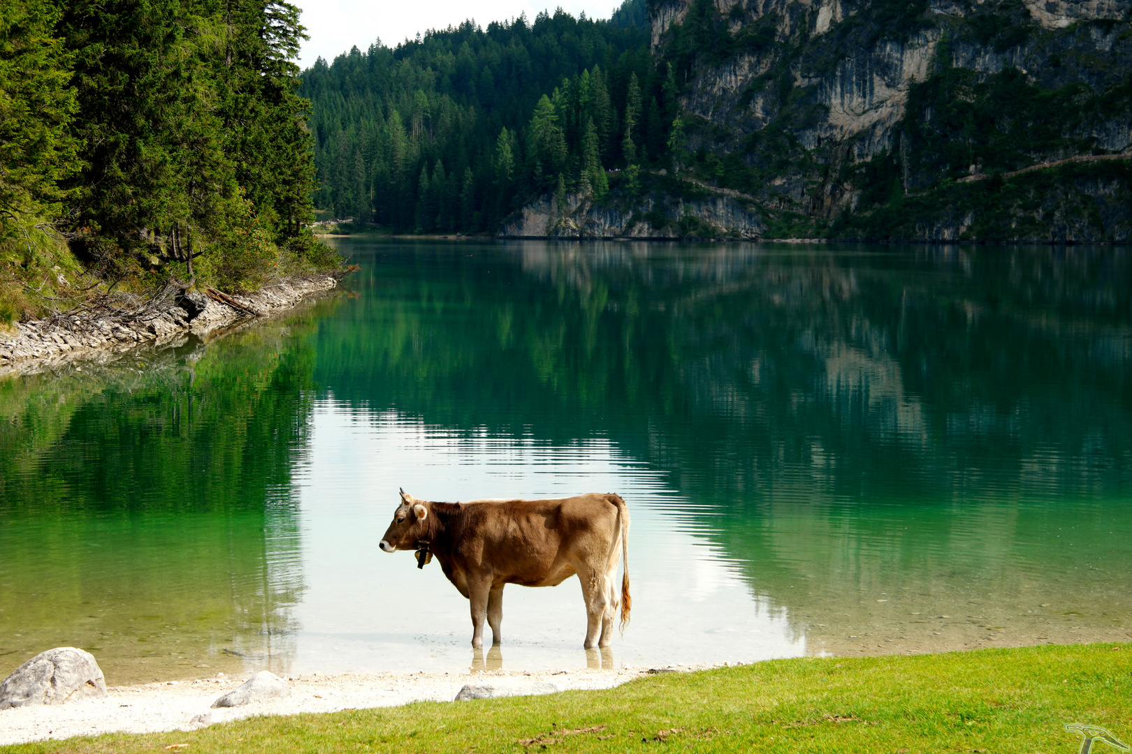 Kuh im Pragser Wildsee