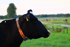Kuh im Profil