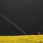 Kuh im Schwarzwald