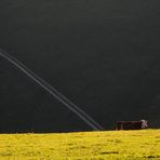 Kuh im Schwarzwald