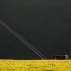 Kuh im Schwarzwald für Klaus Ulrich Müller