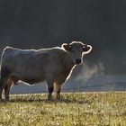 Kuh im Spätherbst beim Sonnenaufgang