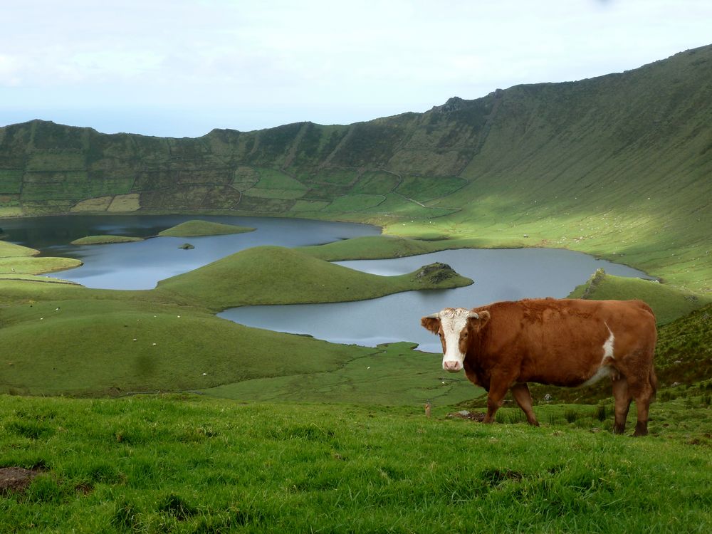 Kuh im Vulkan auf Corvo
