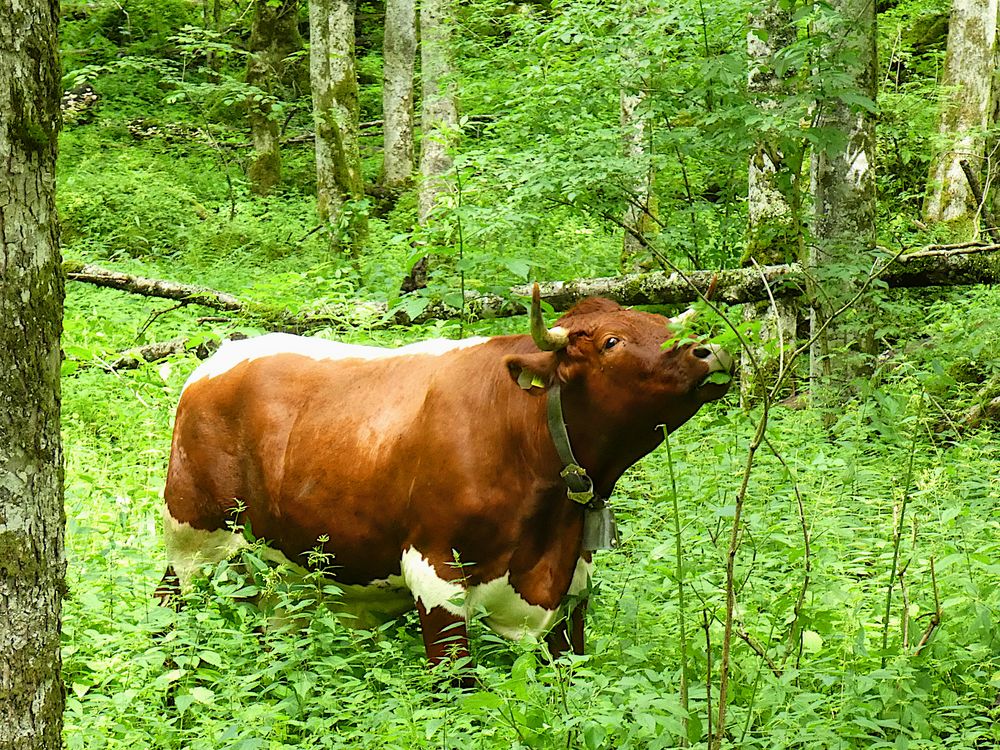 Kuh im Wald