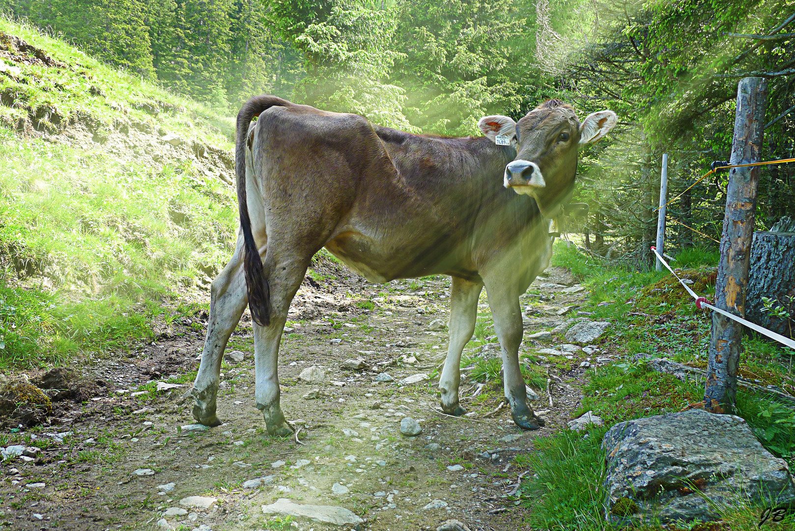 Kuh im Zauberwald