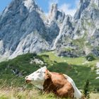 Kuh in Berglandschaft