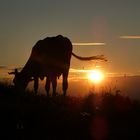 Kuh in der Abendsonne