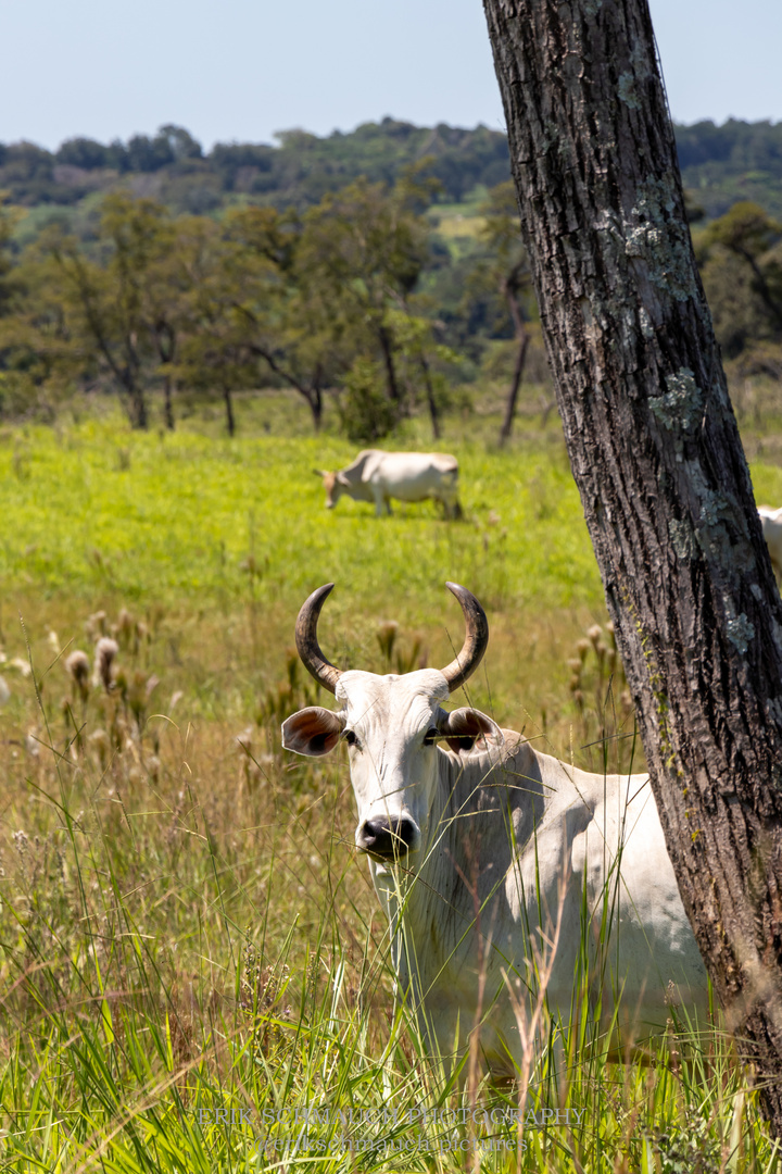 Kuh in Paraguay 