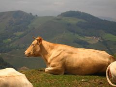 Kuh in Südfrankreich