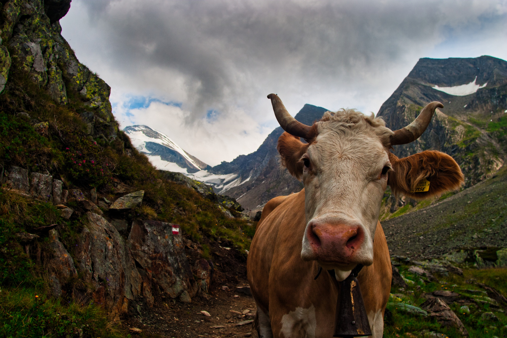 Kuh in Südtirol