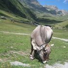 Kuh in Tirol