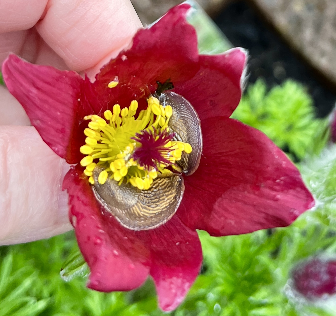 Kuh-/Küchen-schelle mit Besuch