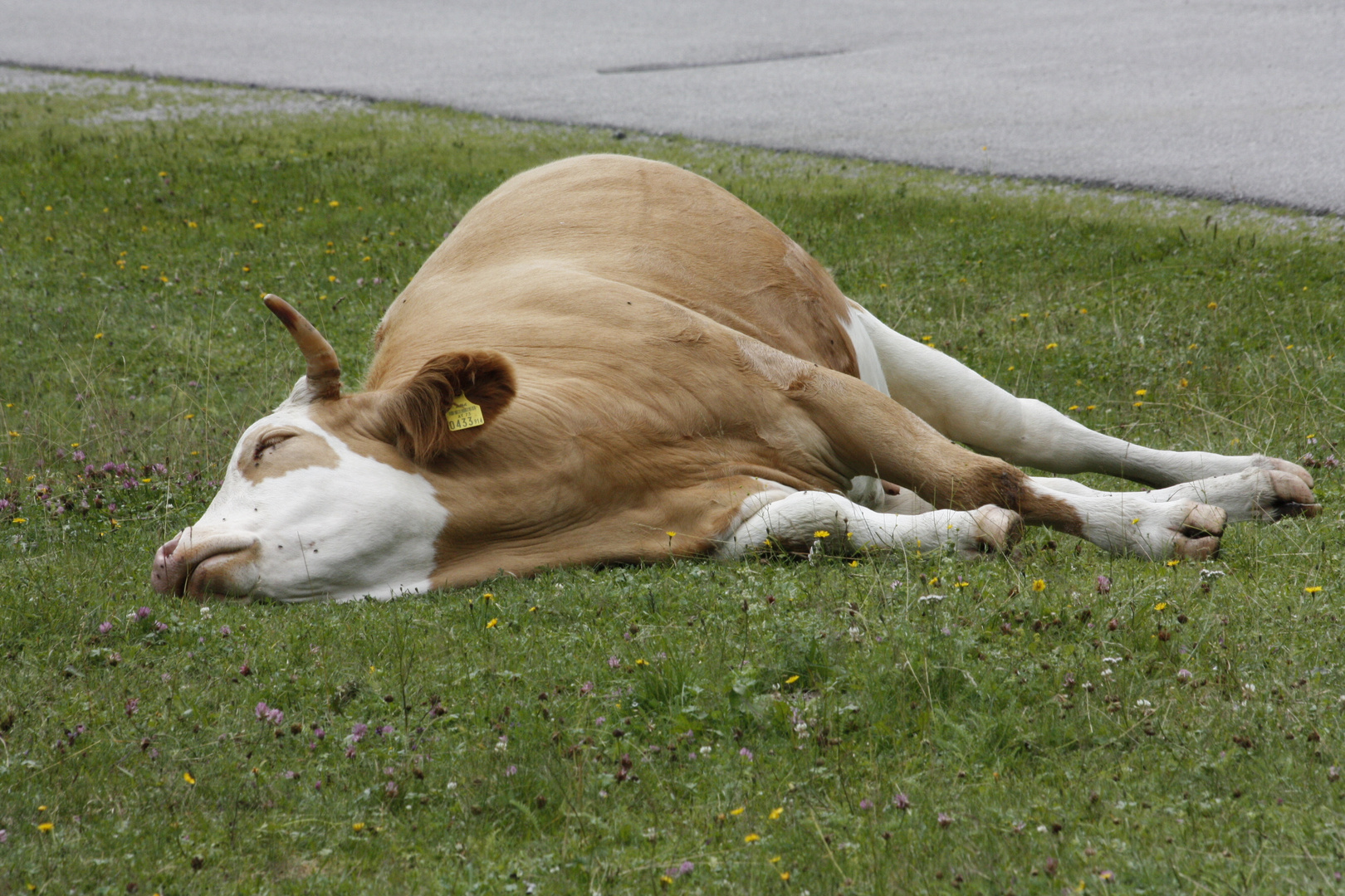 Kuh liegt flach Keine sie schläft nur Foto & Bild tiere