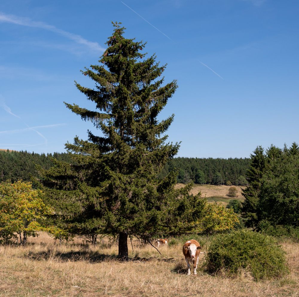 Kuh mit Baum