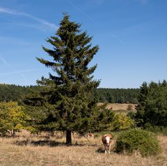 Kuh mit Baum