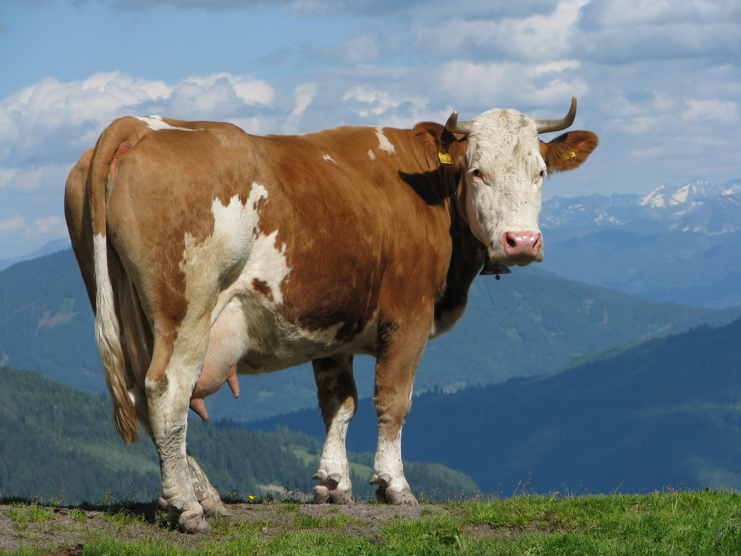 "Kuh mit Fernblick" Foto & Bild tiere, bgl, natur Bilder auf
