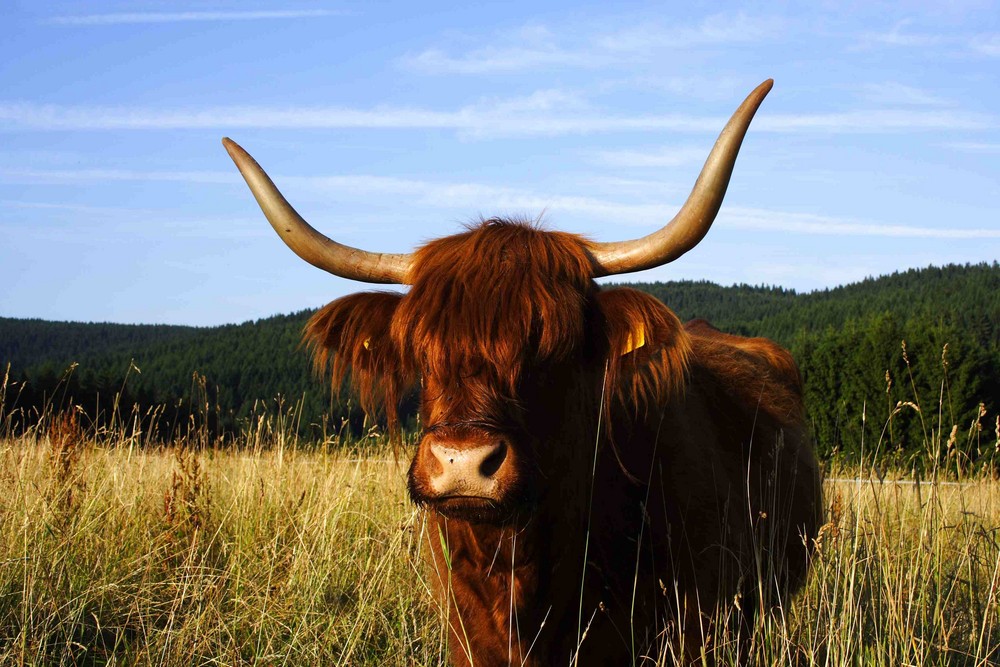 Kuh mit Hörner Foto & Bild  tiere, haustiere, nutztiere Bilder