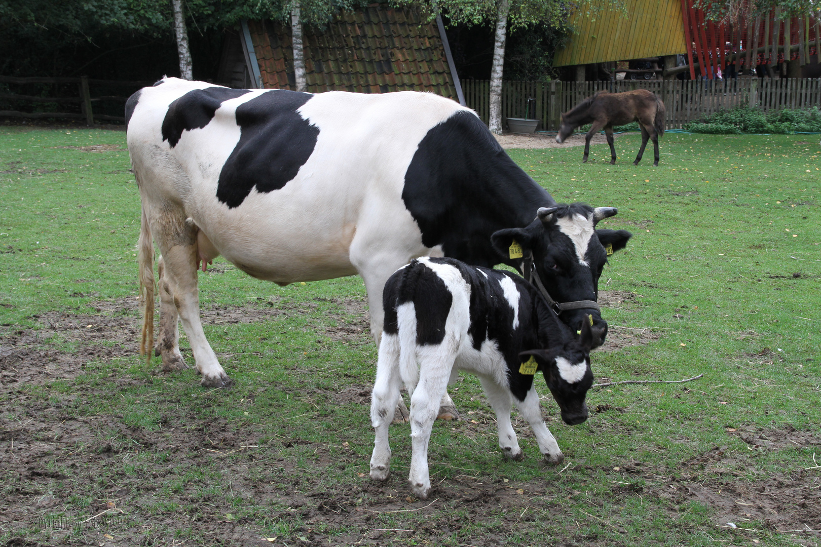 Kuh mit ihrem Kalb