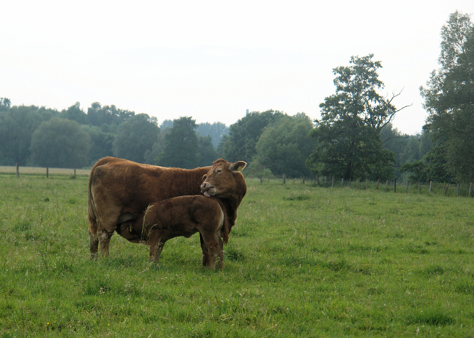 Kuh mit Kälbchen auf der Weide